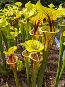 Pitcher Plants