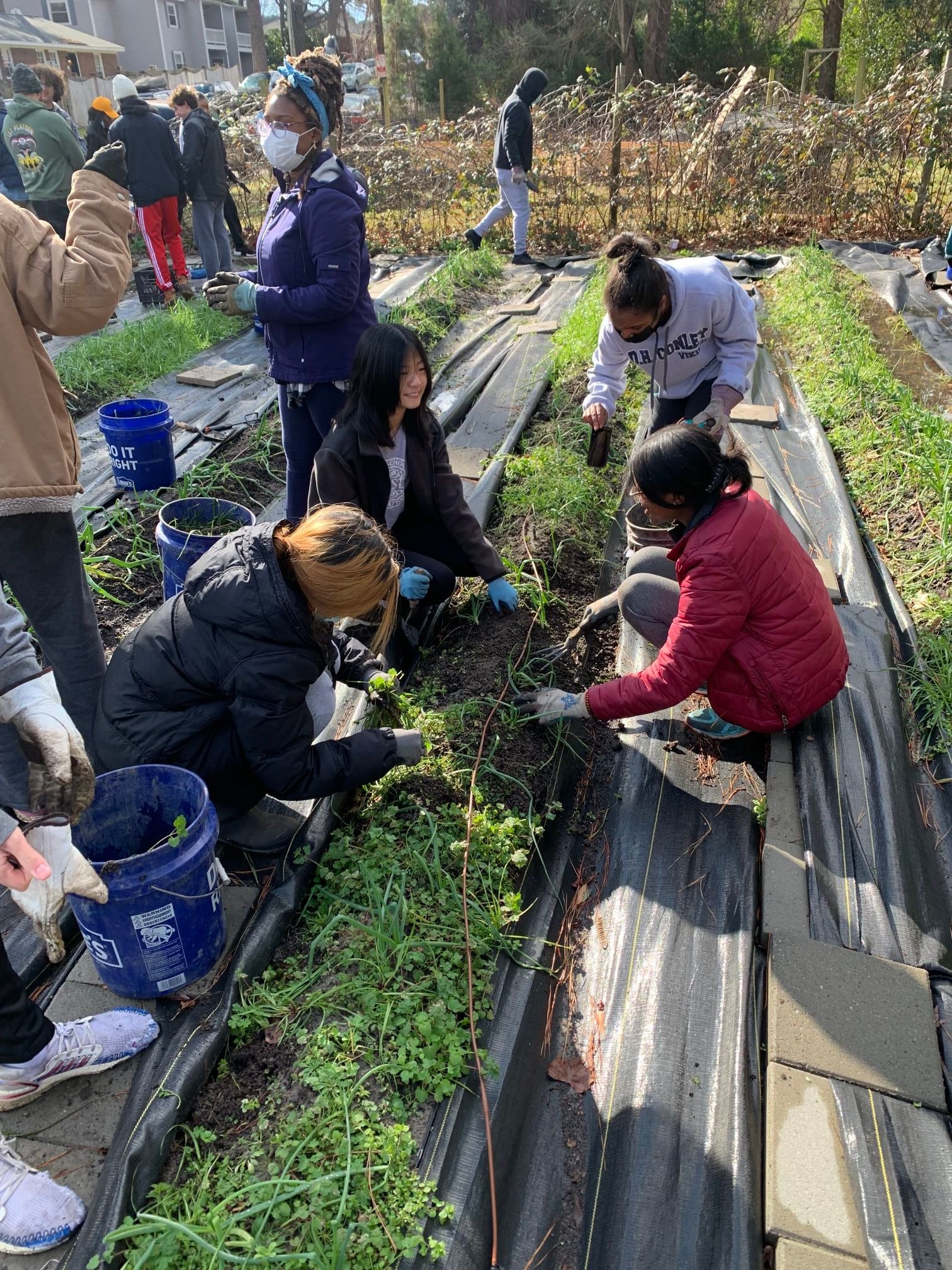 Students weeding a garden