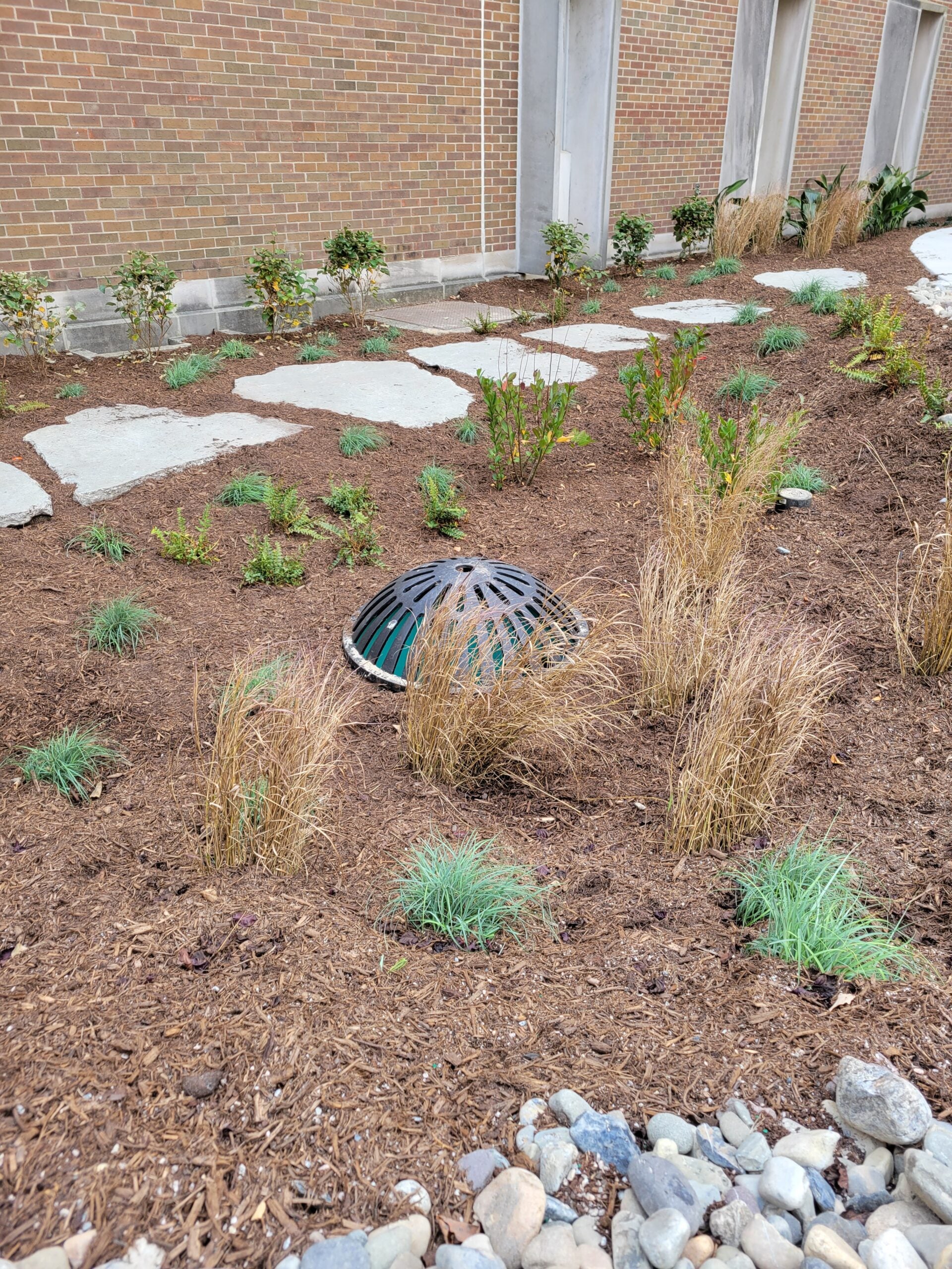 an area covered in pine straw with concrete stepping stones making a path across it