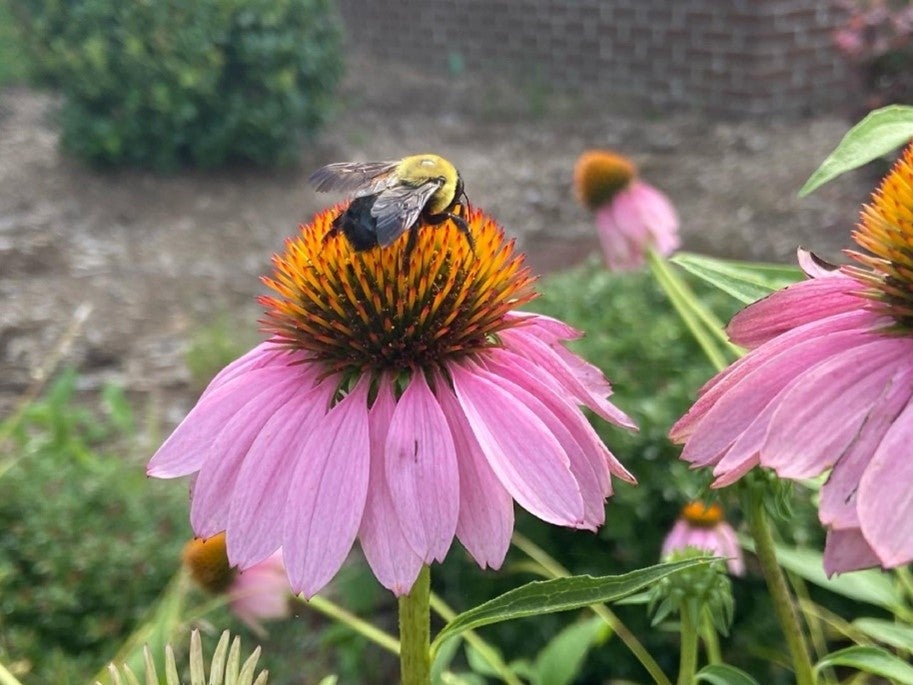 Bubmlebees on flower