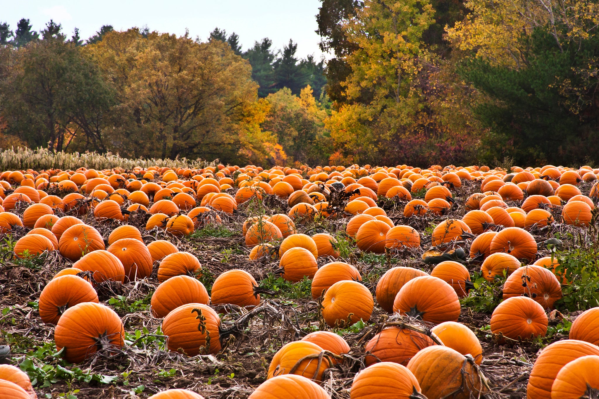 Pumpkins