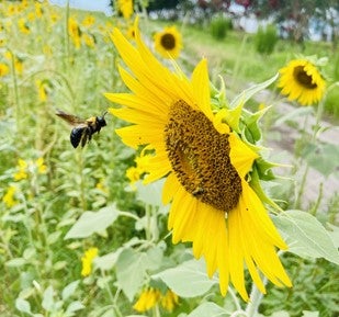 Sunflowers