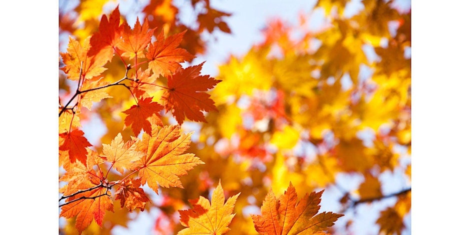 Link to fall foliage arboretum event