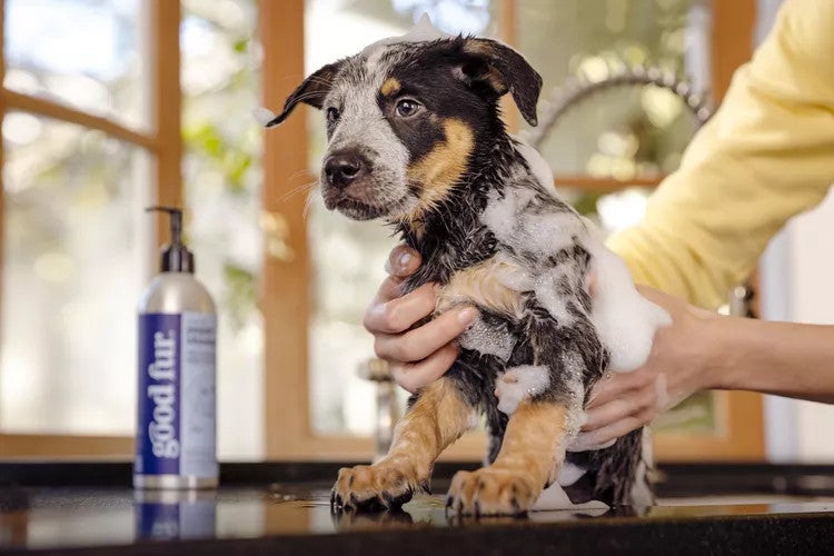 Photo of a puppy with suds next to a bottle of "Good Fur" pet shampoo