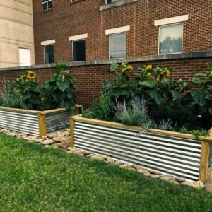 Sunflowers growing in raised garden beds.